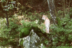 Im Tierpark von Kristiansand.