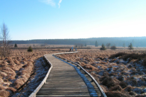 Januar: Hohes Venn