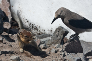 18.6. - Crater Lake Tierwelt