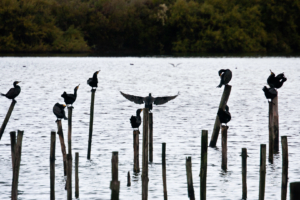 24.10. Parc ornithologique du Teich