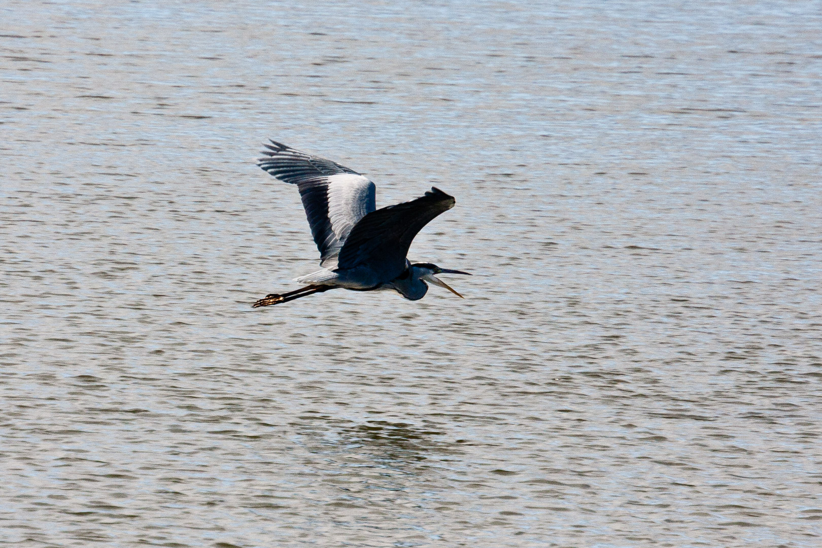 24.10. Parc ornithologique du Teich