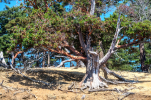 31.7.2017 - Madrone Tree, Spieden Island