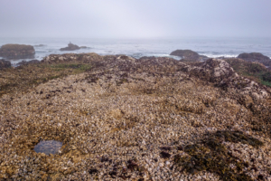 8.8.2017 - Salt Creek Recreation Area, Tongue Point, Barnacles