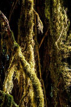 10.8.2017 - Olympic NP, Hoh Rain Forest, Hoh Rain Trail