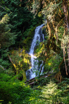 10.8.2017 - Olympic NP, Hoh Rain Forest, Hoh Rain Trail