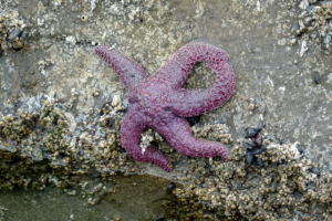 11.8.2017 - Olympic NP, Kalaloch, Tide Pooling, Ochre Sea Star