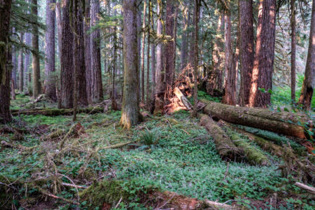 8.8.2017 - Olympic NP, Wanderung zu den Sol Duc Falls