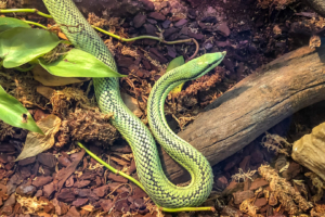 4.6.2018: Naturalis, Leiden (Baron’s green racer - Langnasen Strauchnatter)