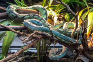 4.6.2018: Naturalis, Leiden (King´s cobra - Königskobra)