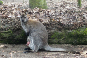 ... an einem kleinem Zoo vorbei :-)