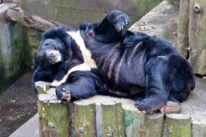 Zum Abschluss noch einmal eine &quot;Spielhölle&quot; - der Natur- und Tierpark