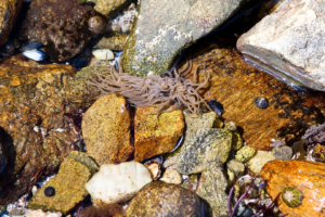 Tiere, Pools und Stöbern bei Ebbe