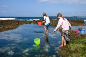 Tiere, Pools und Stöbern bei Ebbe