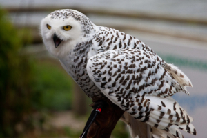 Aquarium und Vogelschau in Audierne: Schnee-Eule