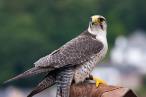 Aquarium und Vogelschau in Audierne: Falke