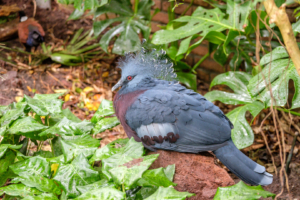 5.6.: Avifauna, Alphen a/d Rijn