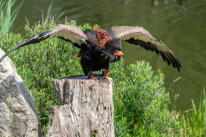 5.6.: Avifauna, Alphen a/d Rijn