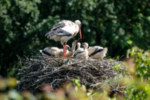 5.6.: Avifauna, Alphen a/d Rijn