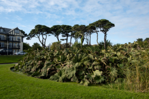 18.10.2018 - Queen Mary Garden, Falmouth