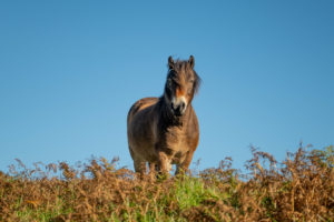 22.10.2018 - Exmoor Ponies