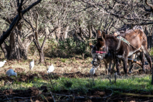 25.1.2019 - Wanderung im Val d´Ourika