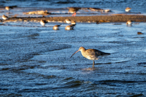 9.3.2019 - Druridge Bay Natur Reserve. Großer Brachvogel (Curlew)