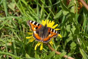 17.4.2019 - Wanderung #36, bei Cadgwith, small tortoiseshell (Kleiner Fuchs, Aglais Urticae)