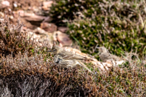 18.4.2019 - Wanderung #31 (Lark - Lerche)