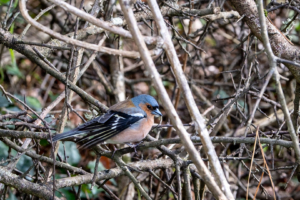 18.4.2019 - Wanderung #31, Chapel Porth Valley, Buchfink