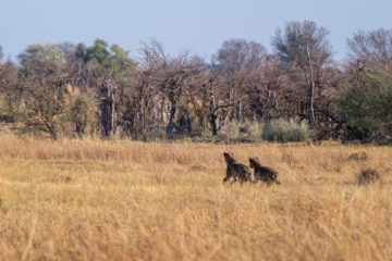 1.9.2019 - Kayak Tag 2, Morning Walk - Spotted Hyena