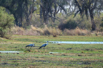 1.9.2019 - Kayak Tag 2, Morning Walk - Wattled Crane