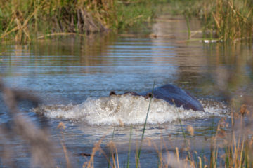 1.9.2019 - Kayak Tag 2, dieses Hippo zwang uns zum Aussteigen