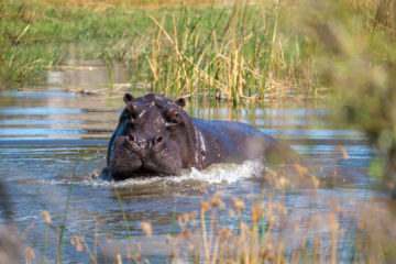 1.9.2019 - Kayak Tag 2, dieses Hippo zwang uns zum Aussteigen