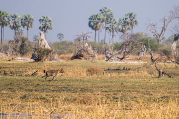 2.9.2019 - Kayak Tag 3, Morning Walk - Spotted Hyena