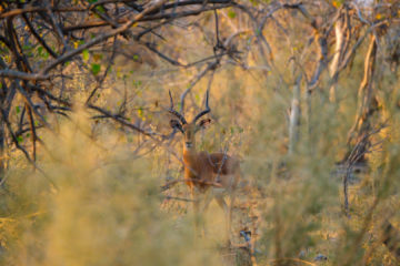 3.9.2019 - Kayak Tag 4, Evening Walk - Red Lechwe