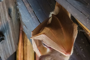 21.9.2019 - Xaro Lodge - Peter's Epauletted Fruit-bat