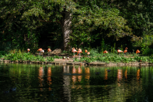 22.8.2020 - Kölner Zoo, Flamingos