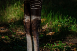 22.8.2020 - Kölner Zoo, Okapi