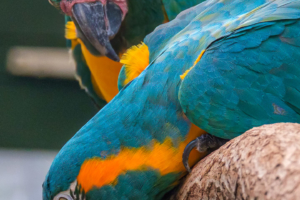 22.8.2020 - Kölner Zoo, Gelbbrustaras