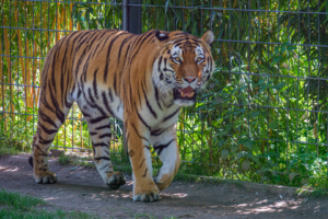 22.8.2020 - Kölner Zoo, Amurtiger