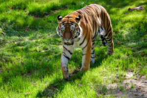 22.8.2020 - Kölner Zoo, Amurtiger