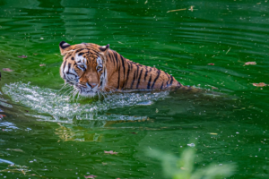 22.8.2020 - Kölner Zoo, Amurtiger