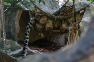 22.8.2020 - Kölner Zoo, Leopard