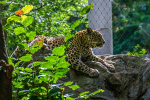 22.8.2020 - Kölner Zoo, Leopard