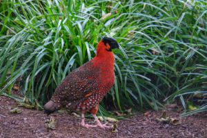 22.8.2020 - Kölner Zoo, Satyrtragopan (Indien)