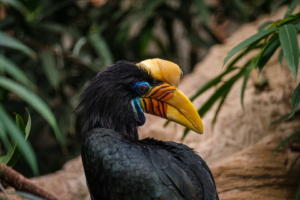 22.8.2020 - Kölner Zoo, Helmhornvogel w, (Knobbed Hornbill)