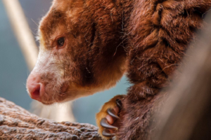 22.8.2020 - Kölner Zoo, Baumkänguru