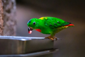 22.8.2020 - Kölner Zoo, Blaukronenpapageichen