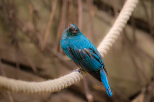 22.8.2020 - Kölner Zoo, Maskenhakenschnabel (Masked Flowerpiercer)