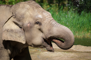 22.8.2020 - Kölner Zoo, Indischer Elefant